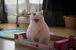 开云官网-赛道与球场，当布伦森接管F1街道赛，黄蜂在淘汰赛蛰伤魔术