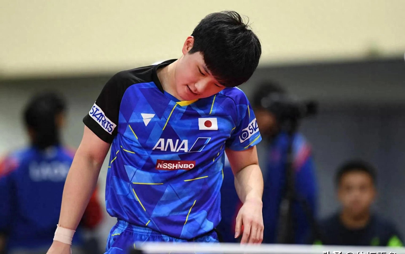 包含法国乒乓球队强势日本乒乓球队，张本智和统治全场的词条