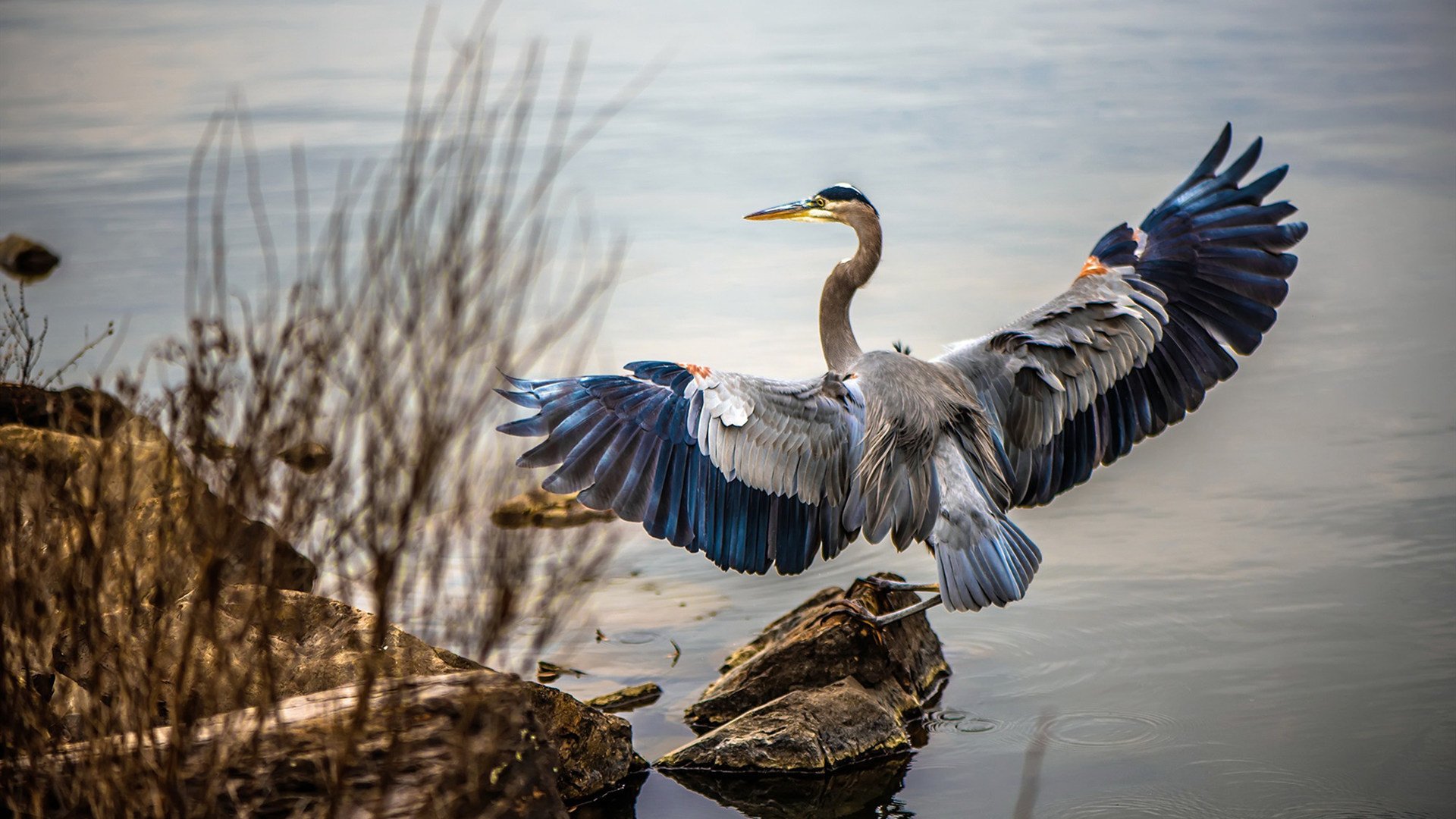莫兰特狂飙50分创生涯新高，尼克斯决胜时刻绝杀深圳队