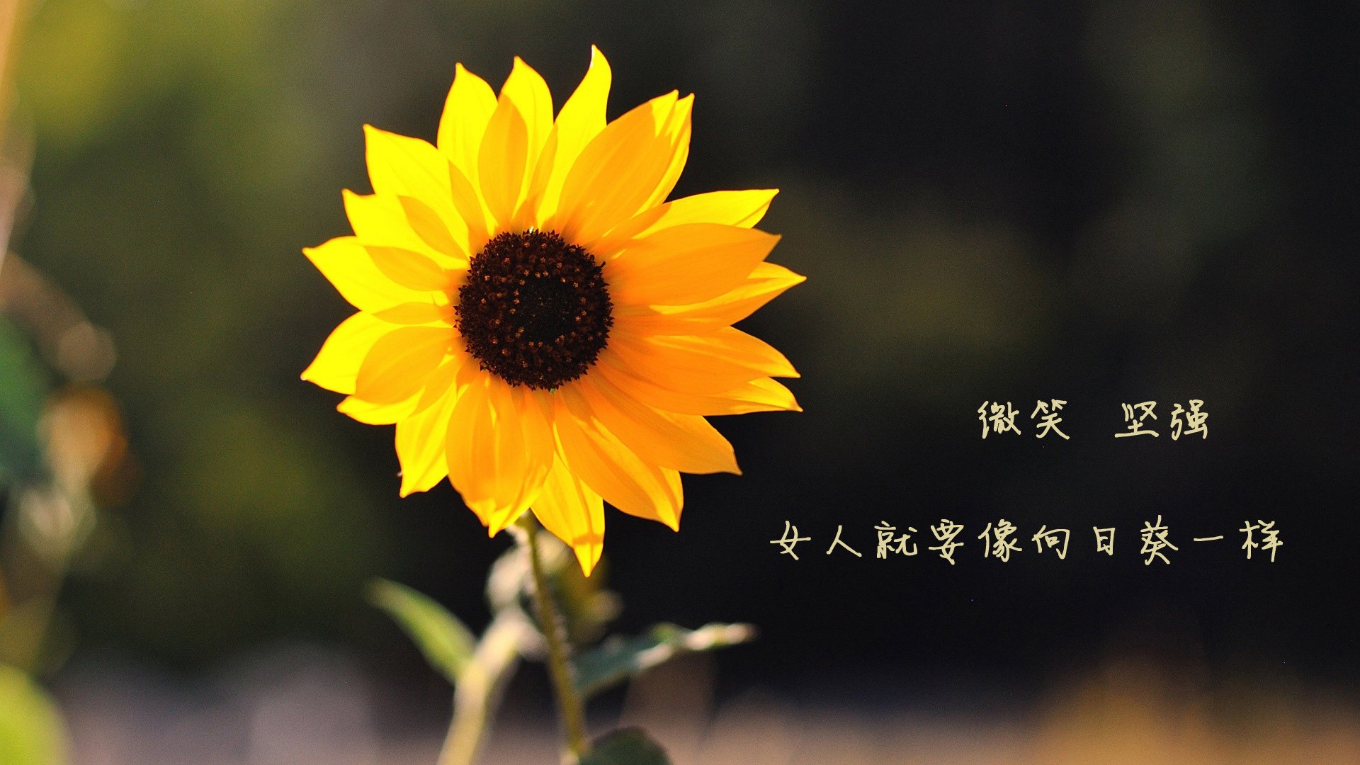 戈贝尔扛起全队,魔术逆转浙江队,一场跨越文化的篮球对话